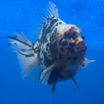 Thai Oranda Tri-Color Tiger 4" Male(NKT-CK-1575)BLUETUB-B