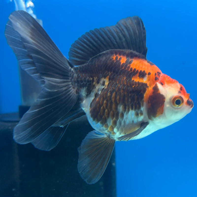 Thai Oranda NOK Apache 2.5” Body Male(NOK-CK-1192)R3B13