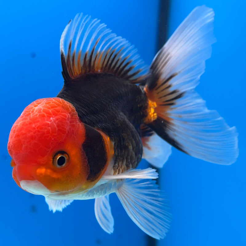 Thai Oranda Apache 3.5” Body Male(CK-912)R1BLUETUB4