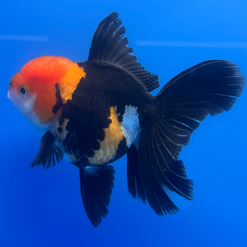 Thai Oranda Apache 3.5” Body Female(CK-1227)R1B08