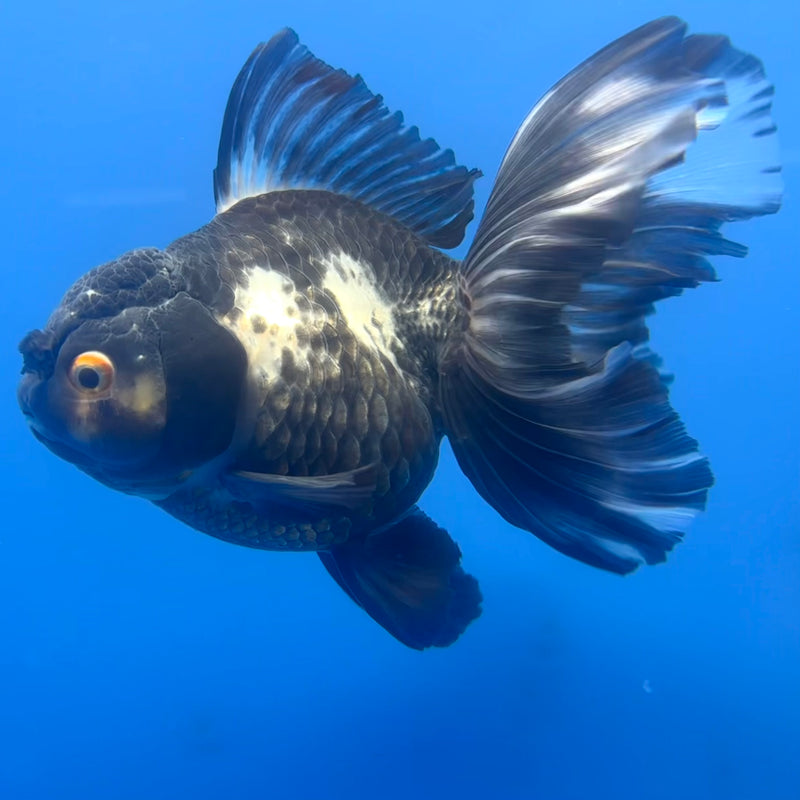 Thai Oranda Panda Butterfly Tail 3.5” Body Female(CK-788)SHOWTANK