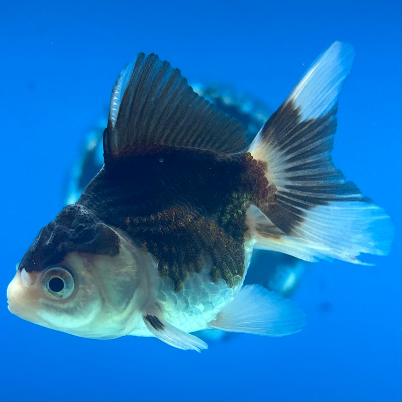 Thai Oranda Panda 2” Body Female(CK-1012)R3B15