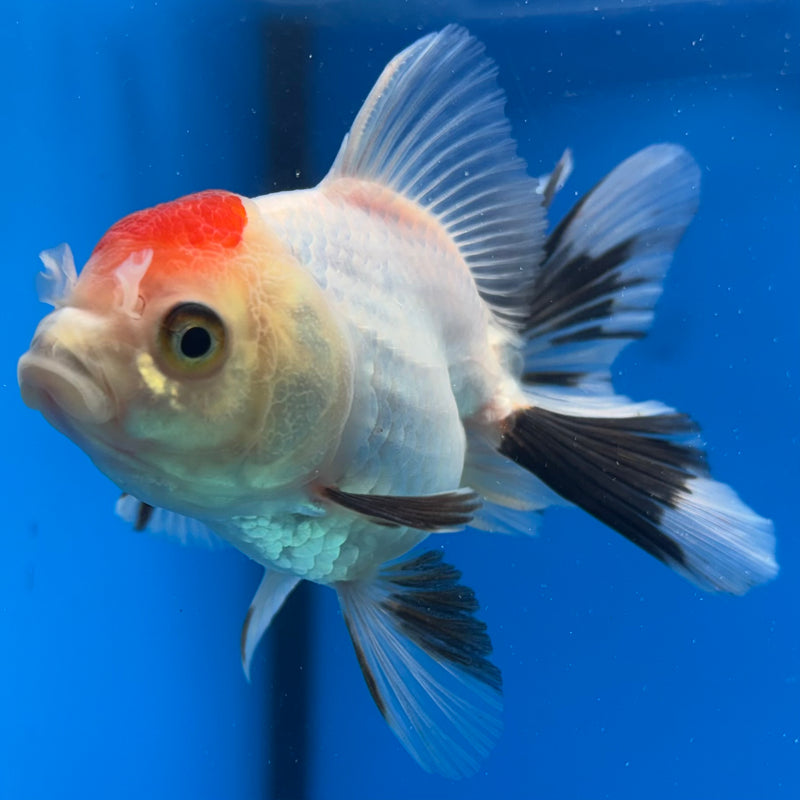Thai Oranda Tri-Color 2.5" Female (CK-1521)R3B16