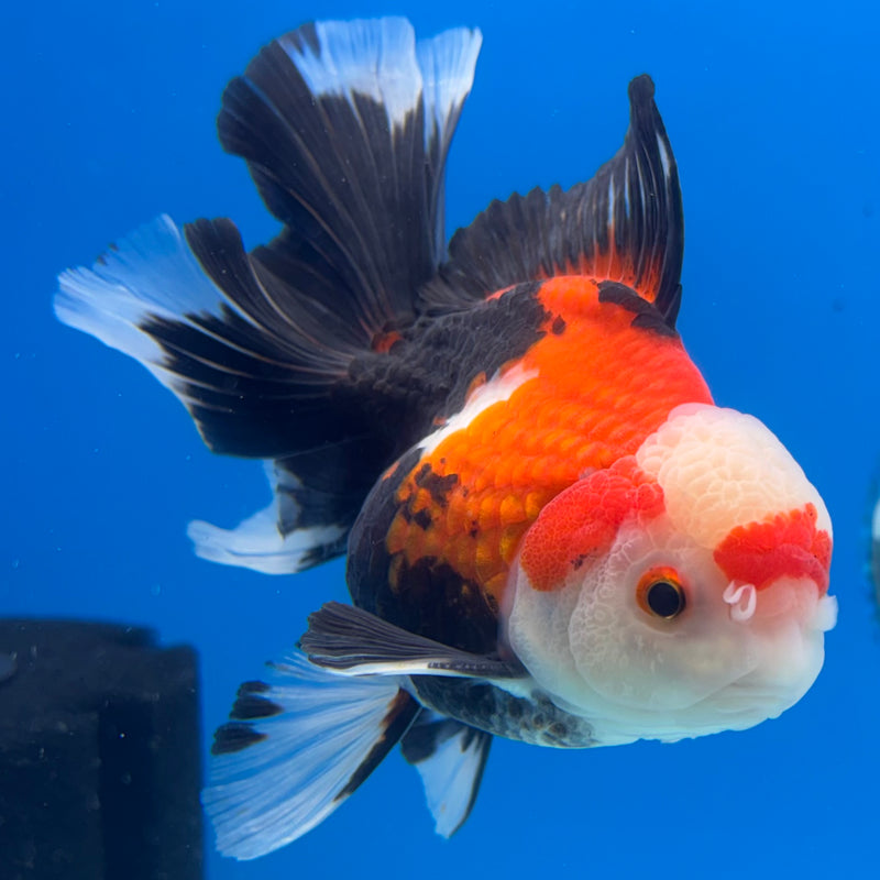Thai Oranda Apache 3” Body Male(QGF-CK-1070)SHOWTANK