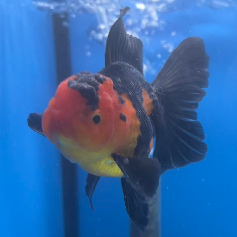 Thai Oranda Apache 2.5” Body Male(CK-1427)R3B18