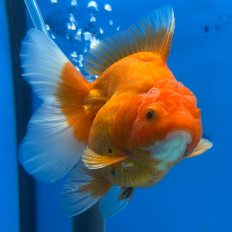 Thai Oranda Full Red 3.5” Body Female(CK-1199)SHOWTANK
