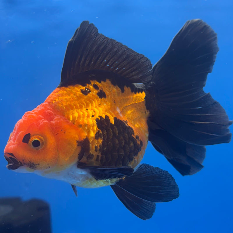 Thai Oranda Apache 3” Body Female(CK-837)R3A14