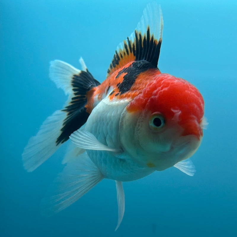 Thai Tri-Color Oranda 2.5”Body Female (JCD-086)R4B02