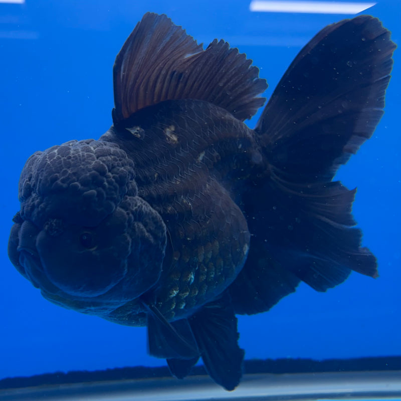 Thai Oranda JUMBO Full Black 4” Body Female(QGF-CK-1345)BLUETUB1