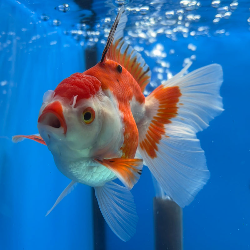 Thai Oranda Tri-Color 3” Body Female(CK-1200)SHOWTANK