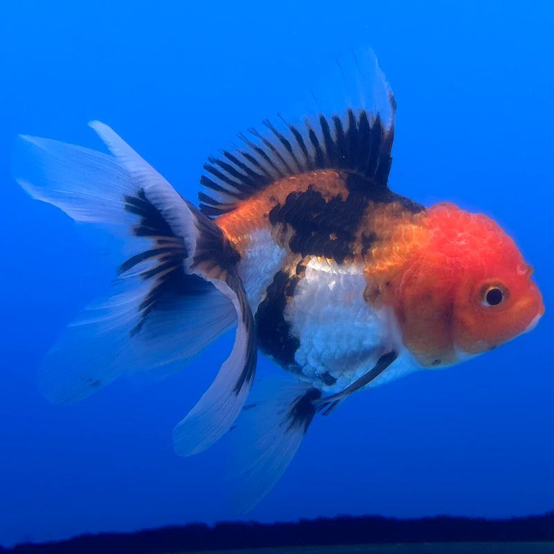 Thai Oranda Tri-Color/Apache 2.5” Body Female(CK-1235)R3B12