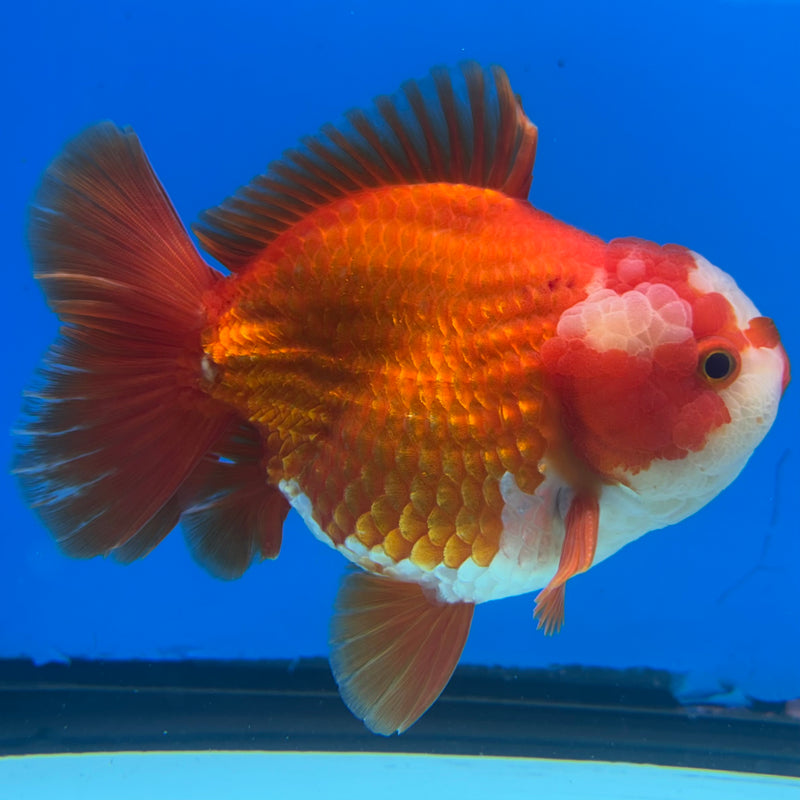 Thai Oranda Red/White 4” Body Male(CK-1449)R1BLUETUB1