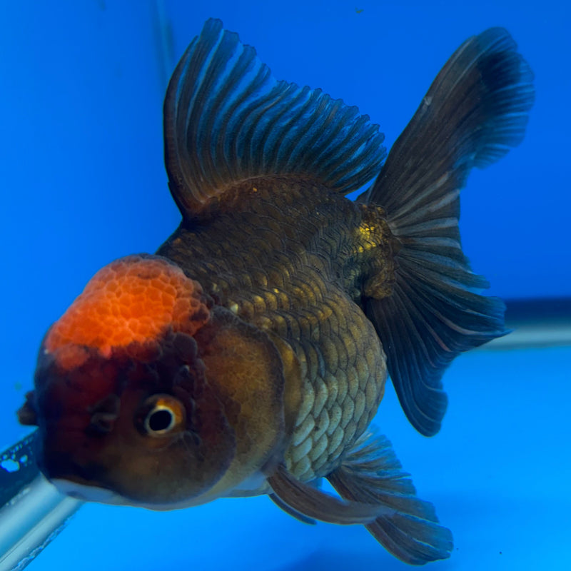Thai Oranda Black Body Red Cap 3” Body Female(CK-674)R1B10