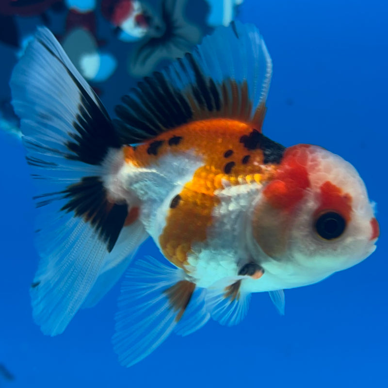 Thai Oranda Apache 2” Body Male(CK-1273)R3B05