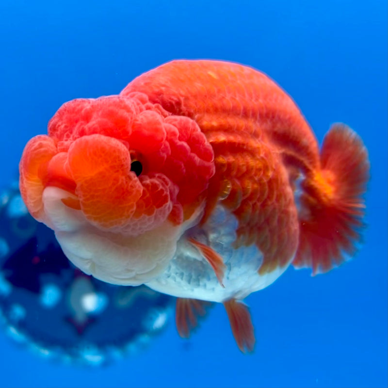 Thai Ranchu Red/White 3.5” Body Male(CK-1132)R1A07