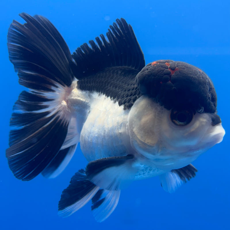 Thai Oranda Panda 3” Body Male(CK-789)R1A11