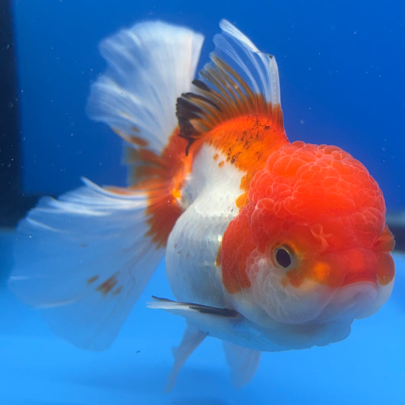 Thai Oranda Tri-Color 3” Body Female(CK-834)R3A16