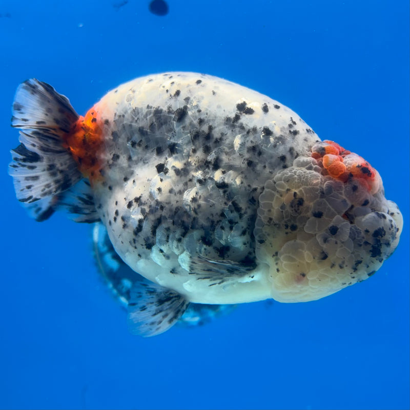 Thai Ranchu JUMBO Calico 4.5” Body Male(BIN-CK-1052)SHOWTANK2