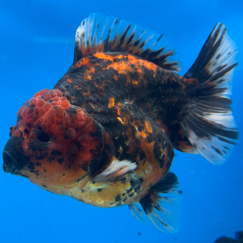 Thai Oranda Calico Tiger 3.5” Body Female(CK-1512)BLUETUB-D