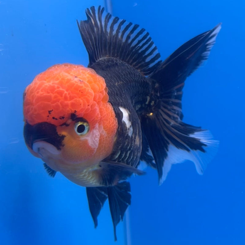 Thai Oranda Apache 3” Body Female(CK-671)R1B08