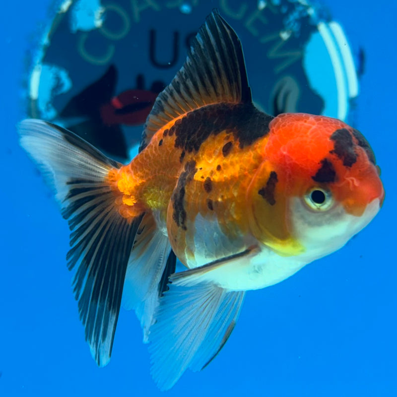Thai Oranda Apache 2” Body Male(CK-1272)R3B05
