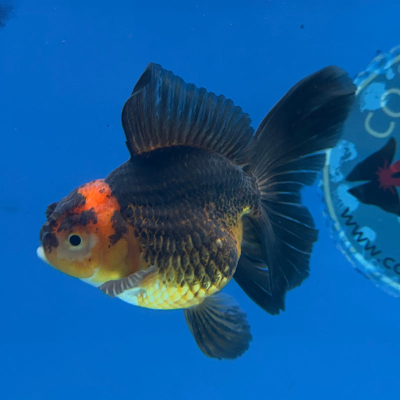 Thai Oranda Apache 3in Female (FEB-324)R2B07
