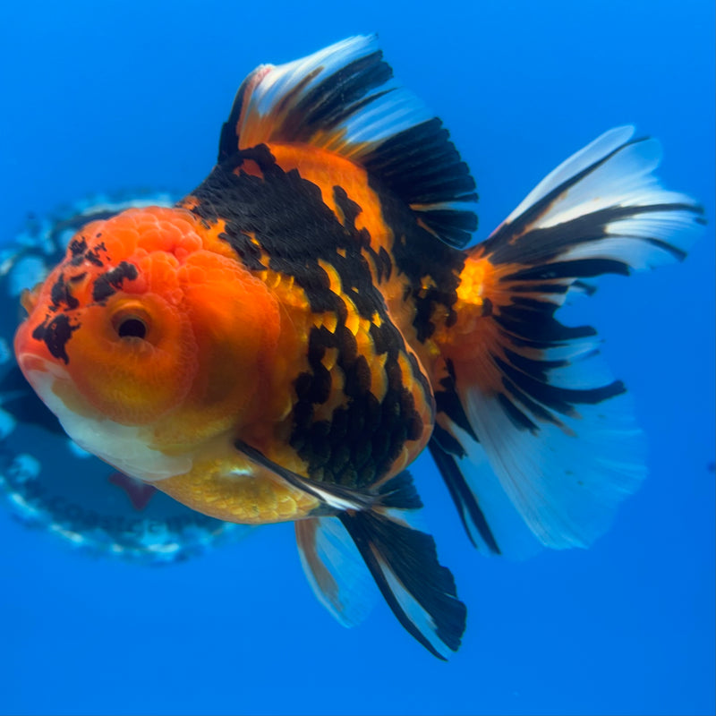 Thai Oranda Tiger Calico 3” Body Female(BIN-CK-1055)SHOWTANK2