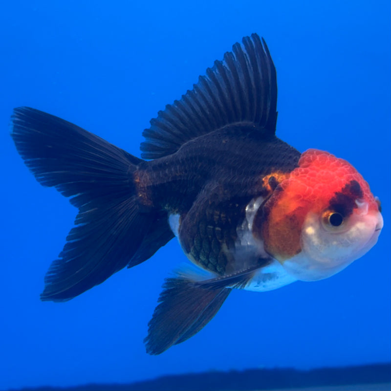 Thai Oranda Apache 2.5” Body Male(CK-1259)R3B11
