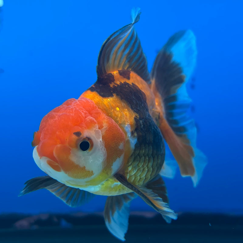 Thai Oranda Apache 2.5” Body Male(CK-853)R3B17