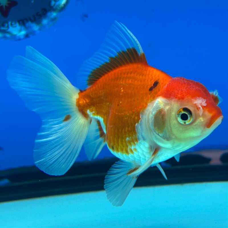 Thai Oranda Tri-Color 2.5” Body Female(CK-858)R3B16