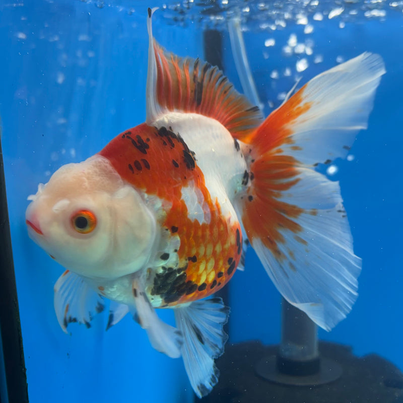 Thai Oranda Orchid Tail Tri-Color/Apache 4” Body Female(CK-1204)SHOWTANK
