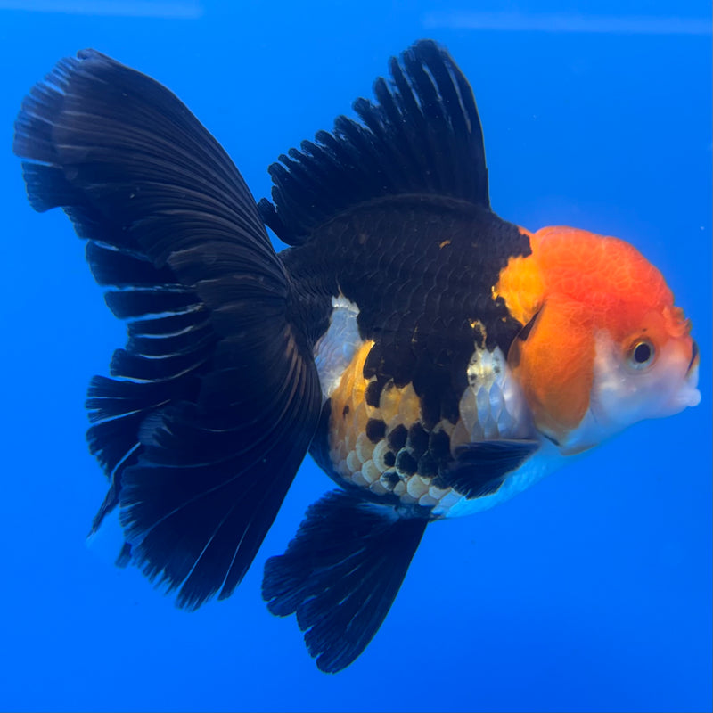 Thai Oranda Apache 3.5” Body Female(CK-1227)R1B08