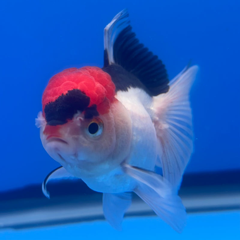 Thai Oranda Tri-Color 2.5” Body Female(CK-1257)R3B07