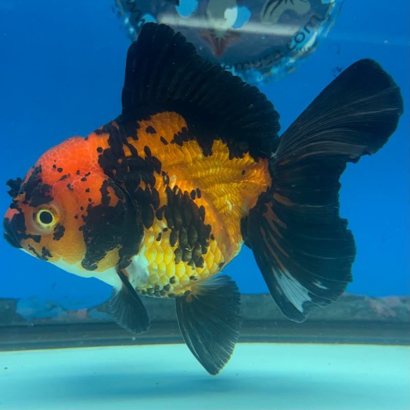 Thai Oranda Apache 3.5” Body Female(CK-1481)R2B16