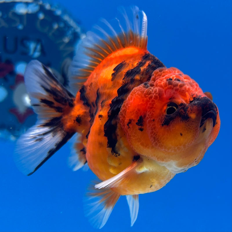 Thai Oranda SHOGUN 2.5” Body Male(CK-1146)R3A12