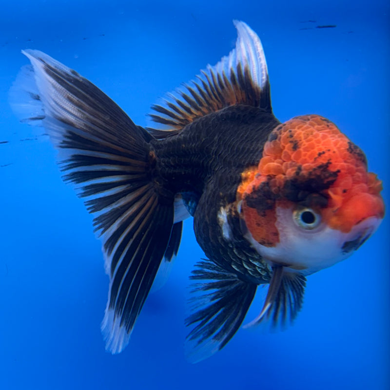 Thai Oranda Apache 3” Body Female(CK-957)R3B13