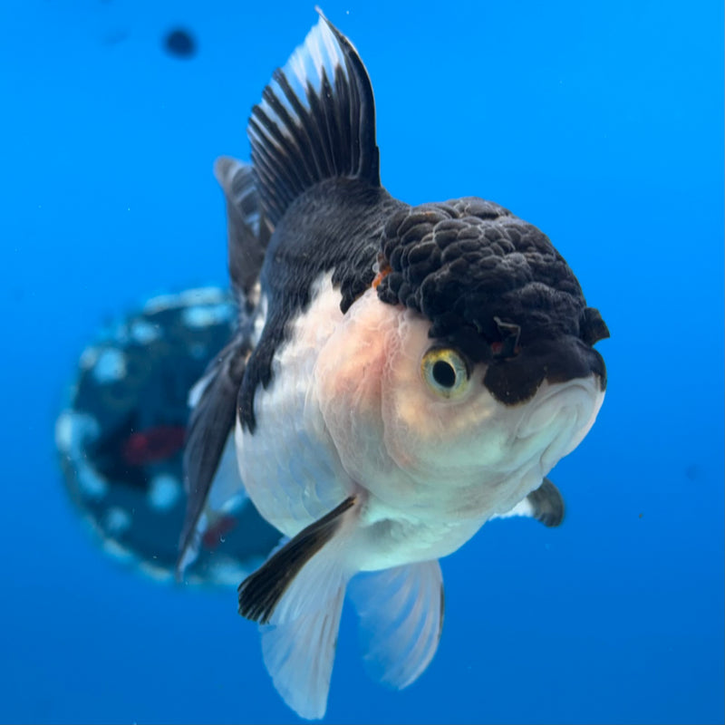 Thai Oranda Panda 3.5” Body Female(CK-911)R1BLUETUB4