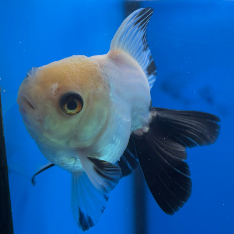 Thai Oranda Panda 2.5" Female (CK-1546)R3A16