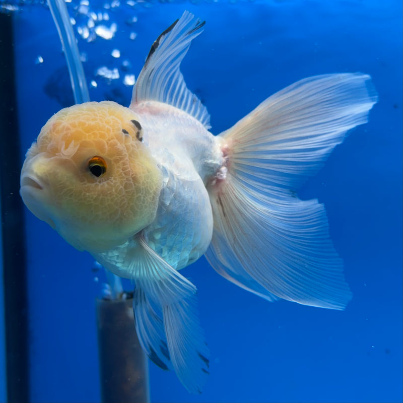 Thai Oranda Lemon Head White/Panda 3” Body Female(CK-975)R3B10