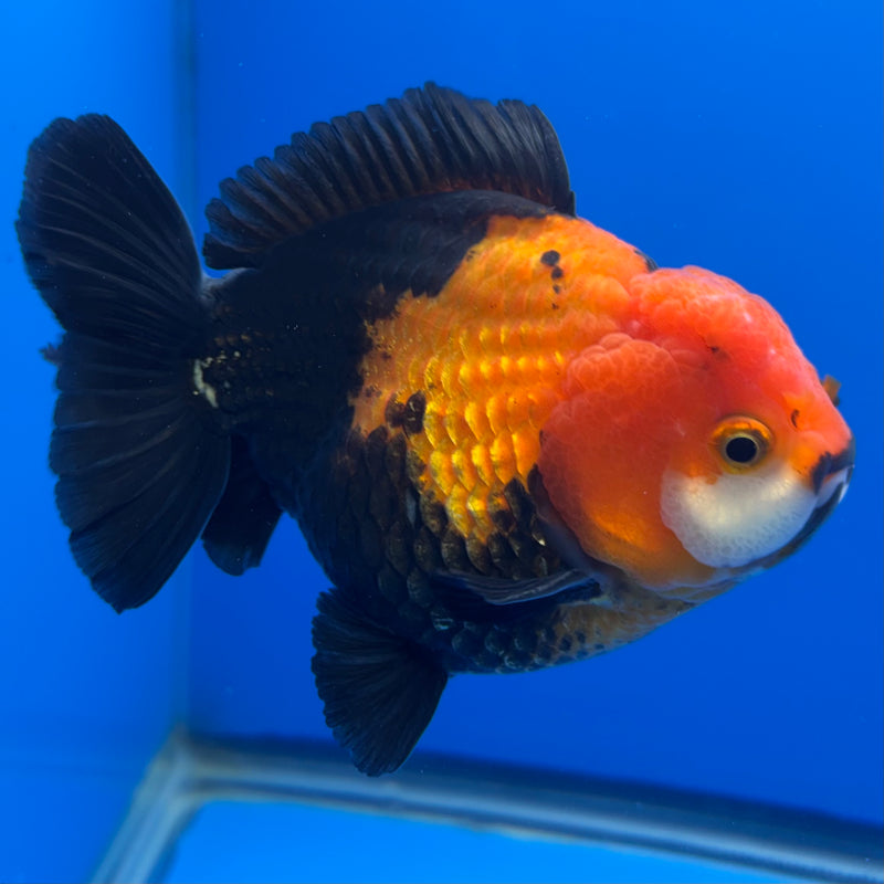 Thai Premium Oranda Yuanbao Apache 4” Body Male(CK-770)R1BlueTub4