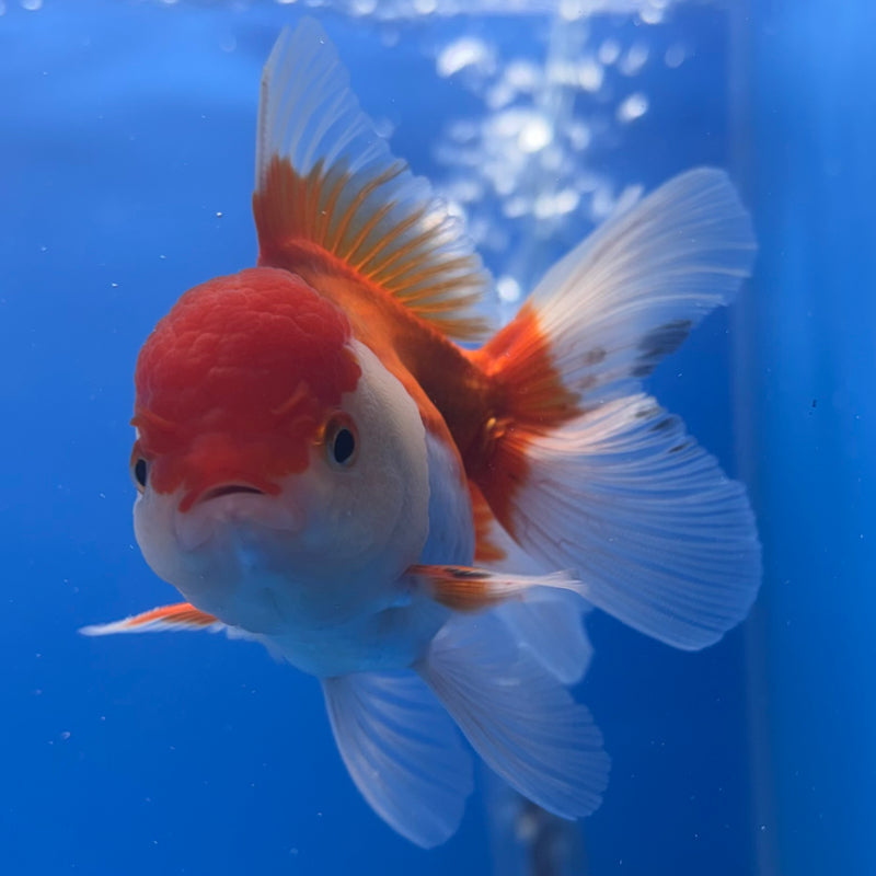 Thai Oranda Red/White 2.5” Body Male(CK-1262)R3B11
