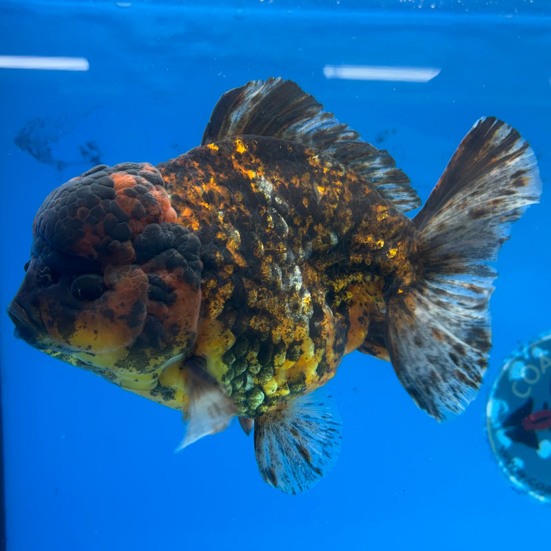 Thai Oranda JUMBO Calico Tiger 5” Body Male(CK-1440)BLUETUB2