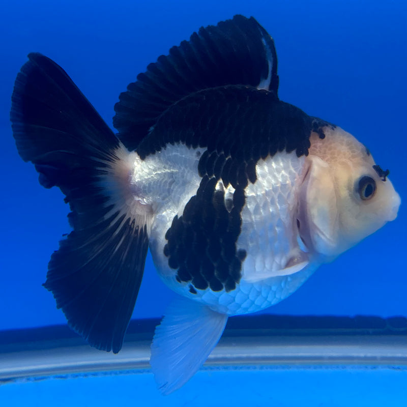 Thai Oranda Panda 4” Body Female(CK-817)R1B04