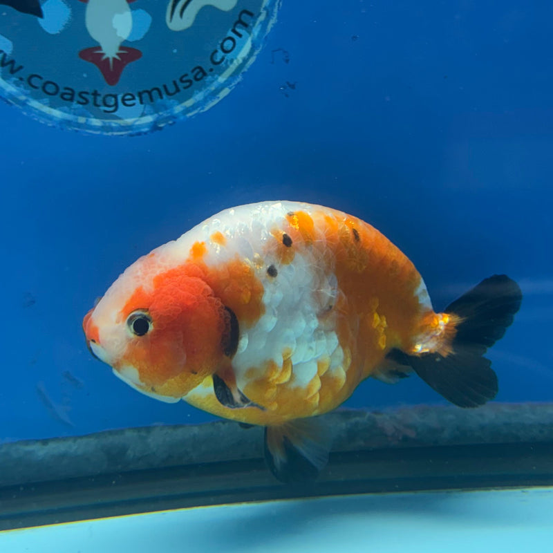 Chinese Ranchu Tri-Color Sakura 3.5in Male (FEB-308)R2A06