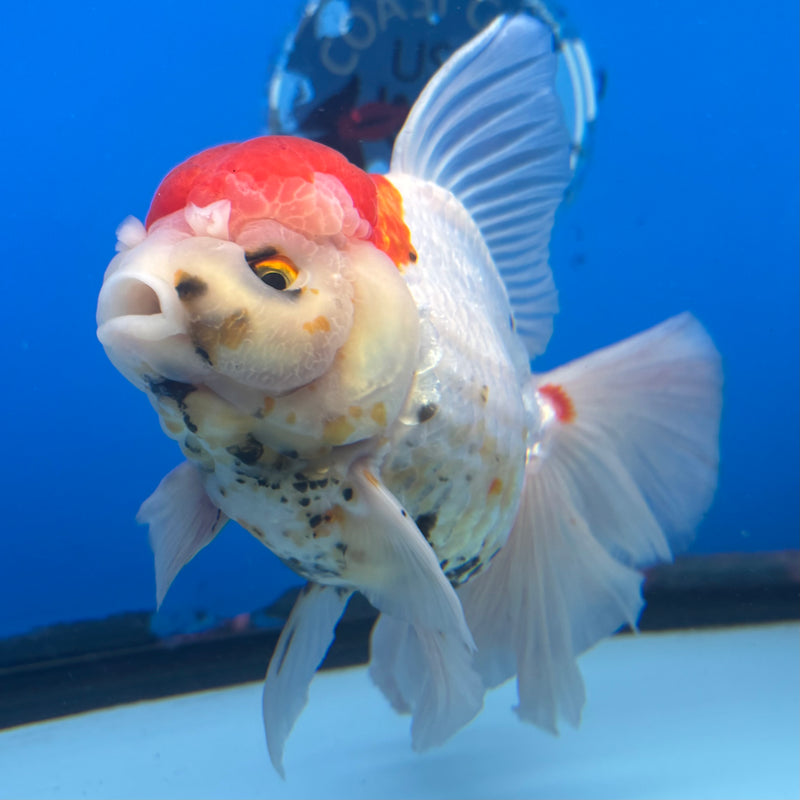 Thai Oranda Tri-Color 4” Body Female(CK-1493)R2B20