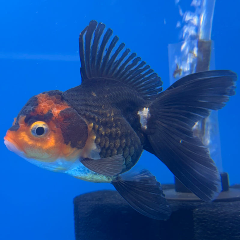 Thai Oranda Tri-Color 2” Body Female(CK-1302)R3B16