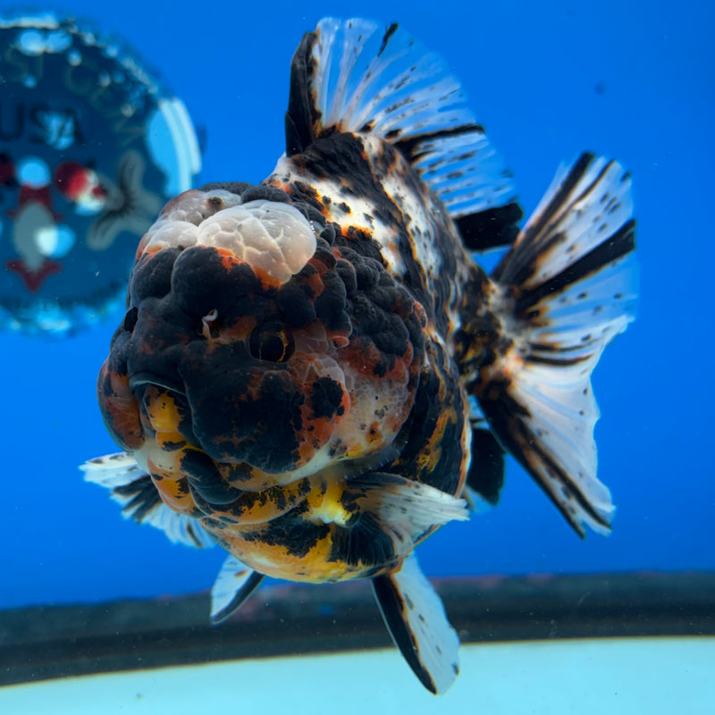 Thai Oranda Tri-Color Calico Tiger 4” Body Male(NKT-CK-1027)SHOWTANK2