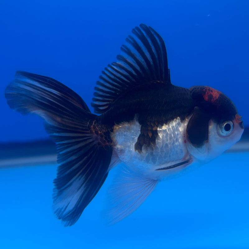 Thai Oranda Tri-Color 2.5” Body Male(CK-1256)R3B07