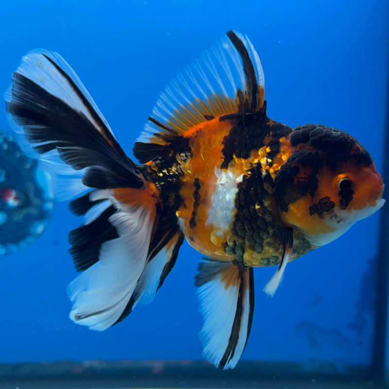 Thai Oranda Tri-Color Tiger Calico 3.5” Body Male(BIN-CK-1057)SHOWTANK2