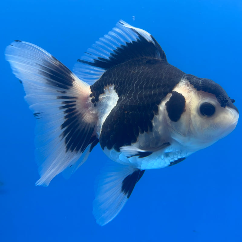 Thai Oranda Panda 3” Body Female(CK-843)R3B19